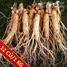 Sâm tươi Hàn Quốc 12 củ/ 1Kg